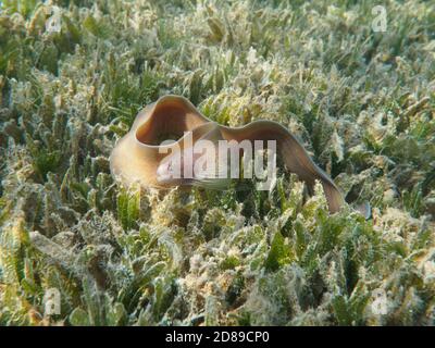Peppered moray eel (Gymnothorax griseus) swimming at the sea grass underwater Stock Photo
