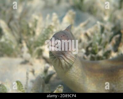 Grey moray eel fish (Gymnothorax griseus) in the green sea grass Stock Photo