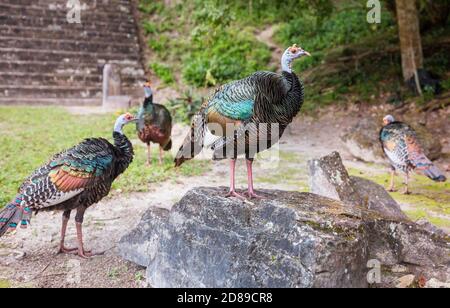 Wild Ocellated turkey in Tikal National Park, Gutemala. South America. Stock Photo