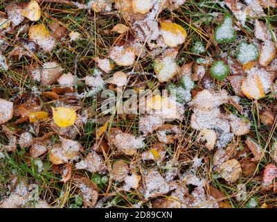 Fallen birch leaves on the grass under snow autumn background Stock Photo