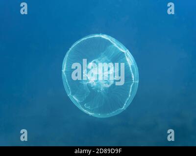Moon jellyfish (Aurelia aurita) in the deep blue sea, underwater background with copy space Stock Photo