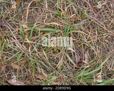 Fallen willow leaves and withered grass of riverside meadow autumn background Stock Photo