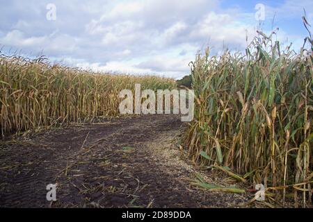 Ripe Maize crop on a field under blue sky with white clouds, maize harvester has made a path in it. Stock Photo