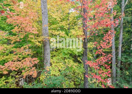Fall leaves in Ludlow, Vermont Stock Photo
