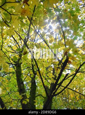 Looking up at the sky through a canopy of autumn leaves. Stock Photo
