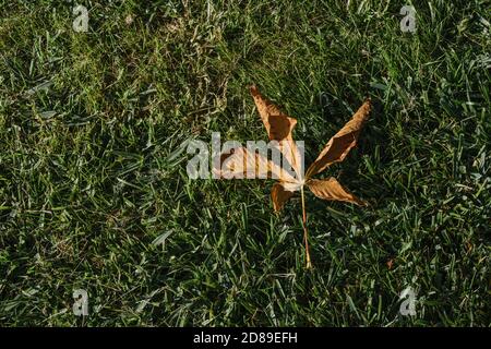 One dry brown plane tree leaf on green grasses. Platanus orientalis, Old World Sycamore, Oriental Plane. Autumn concept. Stock Photo