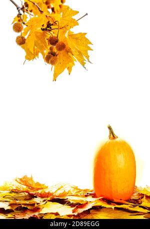 Autumn display with pumpkin and leaves isolated on white background ...