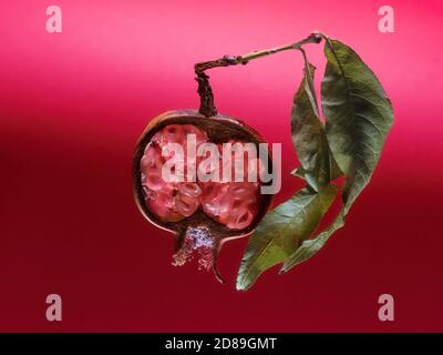 Cross section of a pomegranate and leaf Stock Photo
