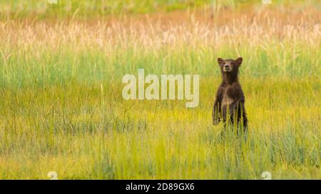 His Mother has wondered out of sight so the young wild bear cub must stand in an attempt to locate her