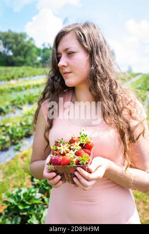 Farm field in summer countryside and woman young girl picking berries from strawberry patch standing holding box container Stock Photo