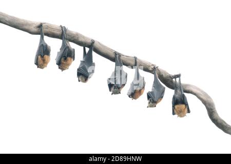 Row of Grey-headed flying fox bats hanging on a branch, Australia Stock Photo