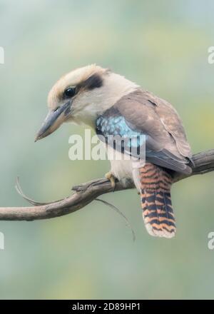 Close-up of a laughing kookaburra bird perched on a branch, Australia Stock Photo