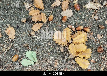 fallen oak leaves on ground in autumn Stock Photo