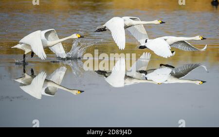 Bayan Nur, China's Inner Mongolia Autonomous Region. 24th Apr, 2014. A ...