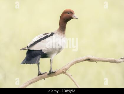 Australian adult male wood duck (Chenonetta jubata) perched on branch with blurred grass background Stock Photo