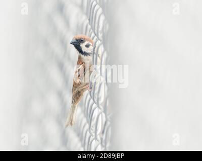 Eurasian tree sparrow (Passer montanus) perched on wire mesh fence, Australia Stock Photo