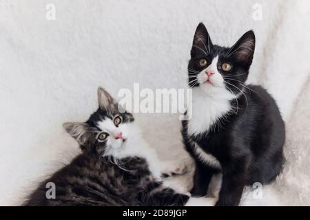 cute tuxedo kitten sitting on white blanket Stock Photo
