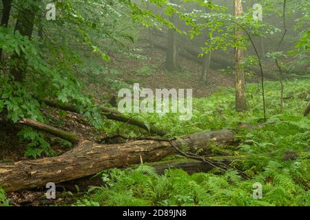 Log lying on the forest ground covered with lush fresh vegetation in the early morning mist Stock Photo