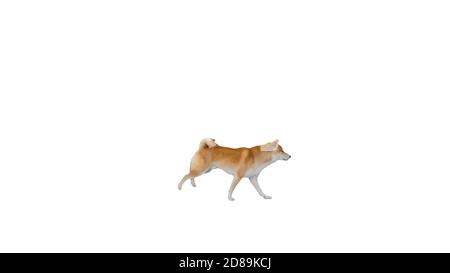 Shiba inu puppy running happy on white background. Stock Photo