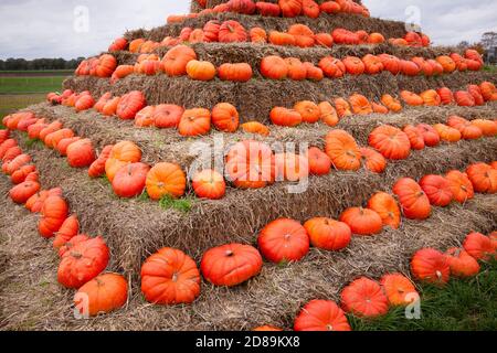 a pyramid of pumkins on a field near Hamminkeln-Bruenen at the Lower Rhine Region, North Rhine-Westphalia, Germany.  eine Kuerbispyramide auf einem Fe Stock Photo