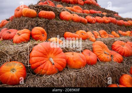 a pyramid of pumkins on a field near Hamminkeln-Bruenen at the Lower Rhine Region, North Rhine-Westphalia, Germany.  eine Kuerbispyramide auf einem Fe Stock Photo