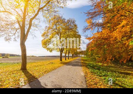 Beautiful avenue in autumn with sun shining through the colourful leaves of the trees Stock Photo