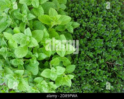 Lesser Calamint (Clinopodium nepeta) and Common Thyme (Thymus vulgaris) growing together in a herb garden. Stock Photo