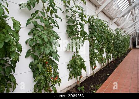 Gardeners delight tomato plants, growing indors Stock Photo