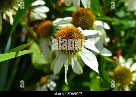 Wasp on a daisy flower on a summers day Stock Photo