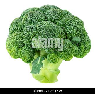Raw broccoli  isolated on white background, close-up. Stock Photo