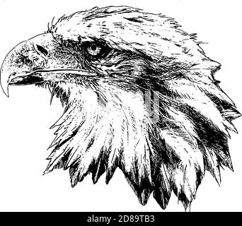 american bald eagle head profile vector graphic Stock Vector