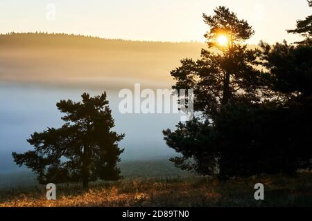 Beautiful fog in the morning. Sun hiding behind the trees. Gold sunrise. Hills in the Beskids, Poland. Stock Photo