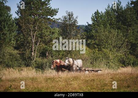 Two horses are pulling a cart along a dirt road among the trees. Rural life in the Beskid Hills in Poland. Stock Photo