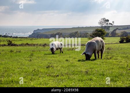 Two free range large white pigs grazing on green meadow with Black Sea in background. Sunny autumn day, Bulgaria Stock Photo