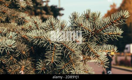 Closeup birch blue spruce on blurry background Stock Photo
