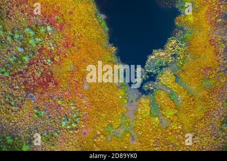Top drone view of swamp lake in the green forest, beautiful nature view Stock Photo