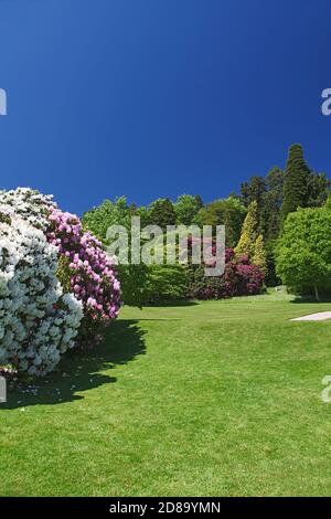 Flowering rhododendrons at their best in the grounds of Killerton House near Exeter Devon England UK Stock Photo