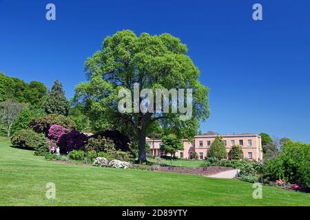 Flowering rhododendrons in the grounds of Killerton House near Exeter Devon England UK Stock Photo