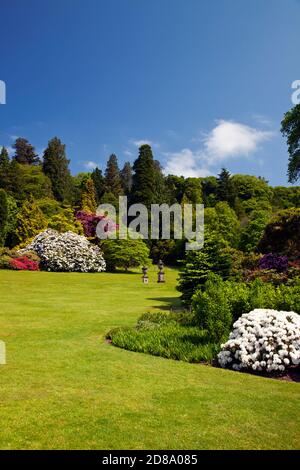 Flowering rhododendrons at their best in the grounds of Killerton House near Exeter Devon England UK Stock Photo