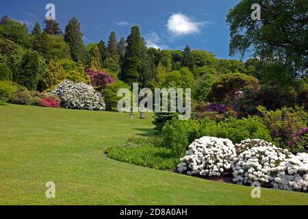 Flowering rhododendrons at their best in the grounds of Killerton House near Exeter Devon England UK Stock Photo