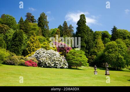 Flowering rhododendrons at their best in the grounds of Killerton House near Exeter Devon England UK Stock Photo