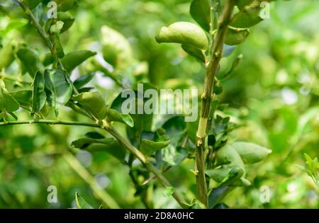 graft on the lemon tree for breed Stock Photo