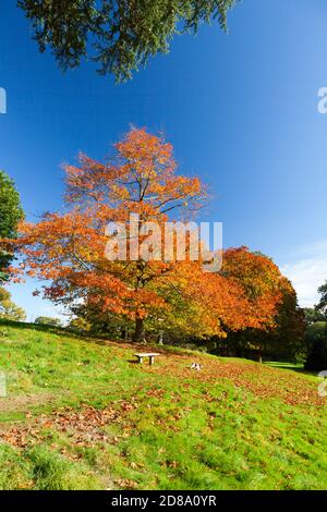 Oak trees (Quercus sp) showing brilliant autumn colour in the grounds of Killerton House, nr Exeter, Devon, England, UK Stock Photo