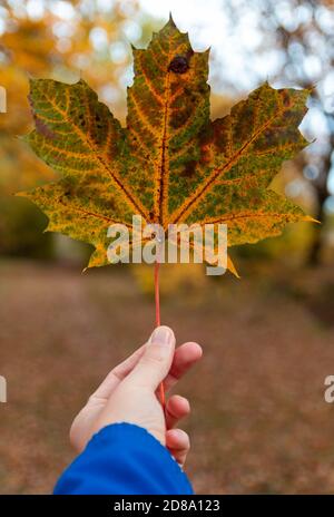 Man hand holding autumn colorful maple leaf agains path Stock Photo