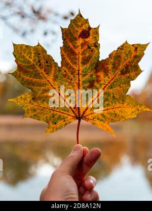 Man hand holding autumn colorful maple leaf agains pond Stock Photo
