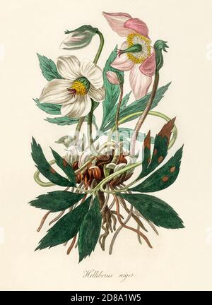 Christmas rose (Helleborus niger) illustration from Medical Botany (1836) by John Stephenson and James Morss Churchill. Stock Photo