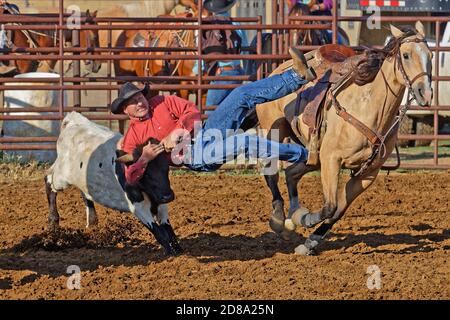 DUPREE, SOUTH DAKOTA, September 15, 2018 : Steer wrestling competition during a regional Rodeo in Dupree. Rodeo is a sport that arose out of the worki Stock Photo