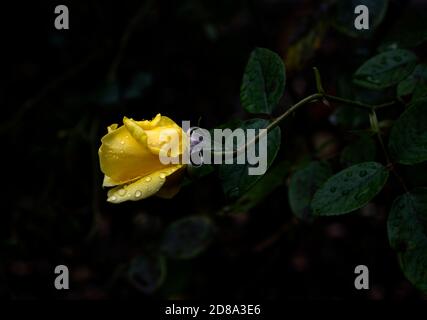 Yellow Tea Rose, Rosa Hybrida. Delicate young petals on Autumn walk on a rainy day. Bushey Heath, Hertfordshire, UK. Empty streets amid Covid fears. Stock Photo