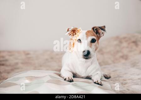 Funny dog with Christmas sparkling garland on his head, ready for the masquerade Stock Photo