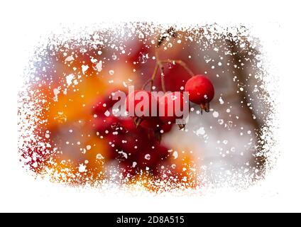 Red berries on a branch with snowflakes swirling around isolated on white background. Christmas or New Year concept. Stock Photo